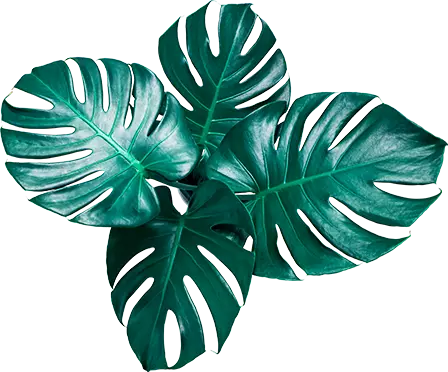 Terraço Gastronomia